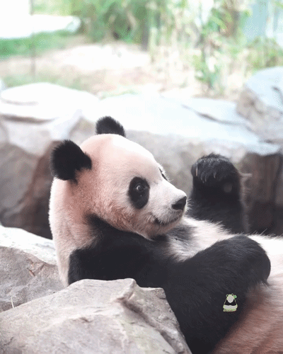 zXuLiZ.gif